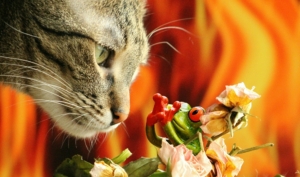 cat-1279066_1920
